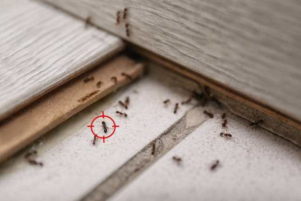 Best Mosquito Control Services  in Buckhannon, WV