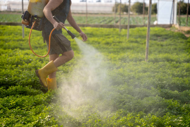Reliable Buckhannon, WV Pest Control Solutions