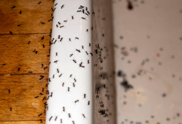 Best Ant Control Services  in Buckhannon, WV