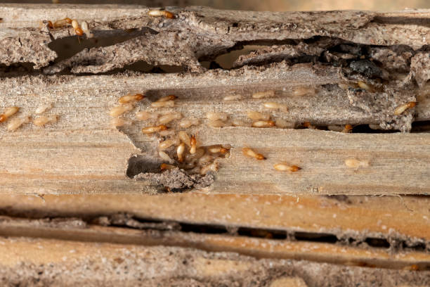 Insect Control in Buckhannon, WV