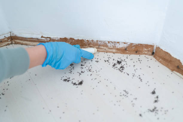 Pest Control for Restaurants in Buckhannon, WV