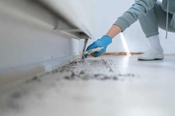 Best Emergency Pest Control  in Buckhannon, WV